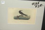 Audubon print No Doy Tern