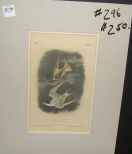 Audubon print Least Tern