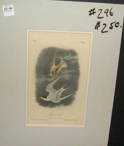 Audubon print Least Tern