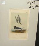 Audubon print Black Tern
