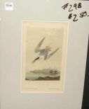 Audubon print Roseate Tern