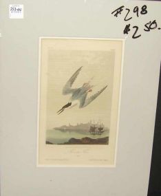 Audubon print Roseate Tern