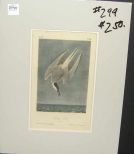 Audubon print Artic Tern