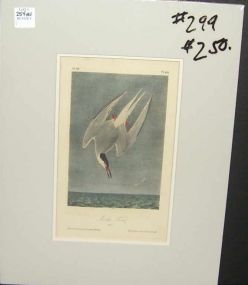 Audubon print Artic Tern