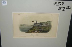 Audubon print Trudeau's Tern
