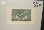 Audubon print Tropic Bird