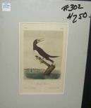 Audubon print Booby Gannet