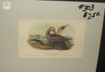 Audubon print Common Gannet