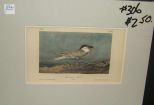 Audubon print Sandwich Tern