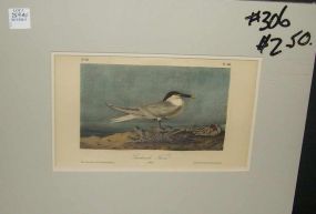 Audubon print Sandwich Tern