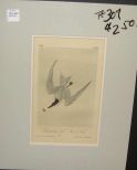 Audubon print Gull Or Marsh Tern