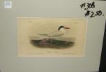 Audubon print Cayenne Tern