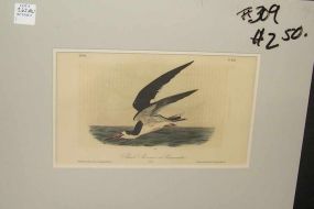 Audubon print Black Skimmer or Shearwater