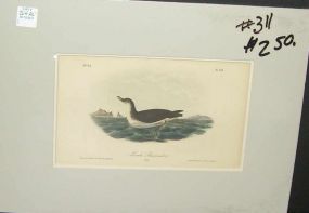 Audubon print Mawks Shearwater