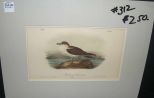 Audubon print Wandering Shearwater