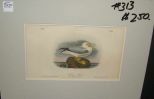 Audubon print Fulmar Petrel