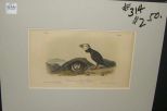 Audubon print Common or Artic Puffin