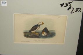 Audubon print Large Billed Puffin