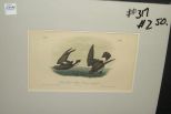 Audubon print Least Petrel - Mother Carey's Chicken