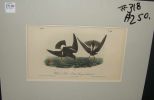 Audubon print Wilson's Petrel - Mother Carey's Chicken