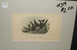 Audubon print Leach's Petrel - Forked-Tail Petrel