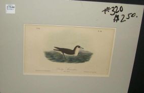 Audubon print Dusky Shearwater