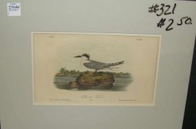 Audubon print Havell's Tern