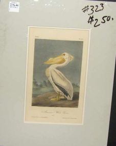 Audubon print American White Pelkan