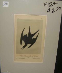 Audubon print Frigate Pelkan Man of War Bird