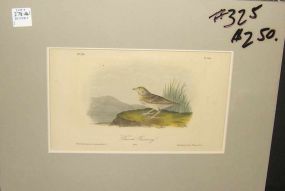 Audubon print Bairds Bunting