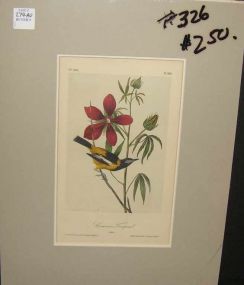 Audubon print Common Troupial