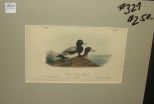 Audubon print Common Scaup Duck