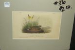 Audubon print Nuttall's Whip-Poor-Will