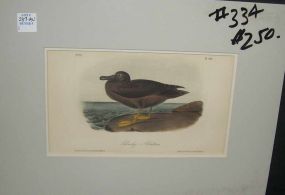 Audubon print Dusky Albatross