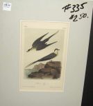 Audubon print Artic Jaeger