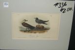 Audubon print Richardson Jager