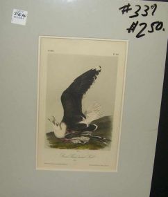 Audubon print Great Black Backed Gull
