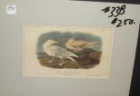 Audubon print Glaucus Gull Burgomaster