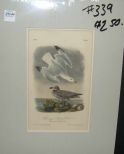 Audubon print Herring or Silvery Gull