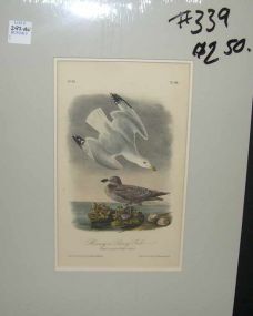 Audubon print Herring or Silvery Gull