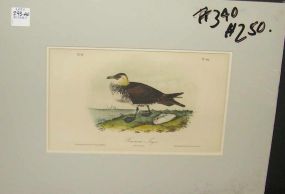 Audubon print Pomarine Jaeger