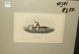 Audubon print Crested Grebe