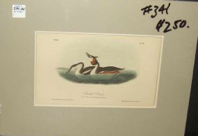 Audubon print Crested Grebe