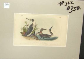 Audubon print Red-Throated Diver