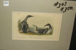 Audubon print Black-Throated Diver