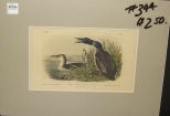 Audubon print Great North Diver Loon