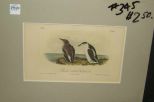 Audubon print Slender-Billed Guillemot