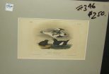 Audubon print Black Guillemot