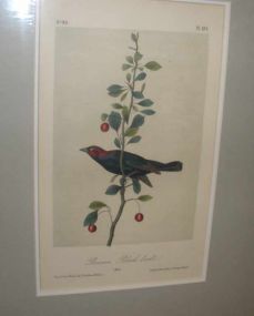 Audubon print Brewer's Black Bird