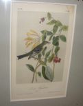 Audubon print Least Flycatcher